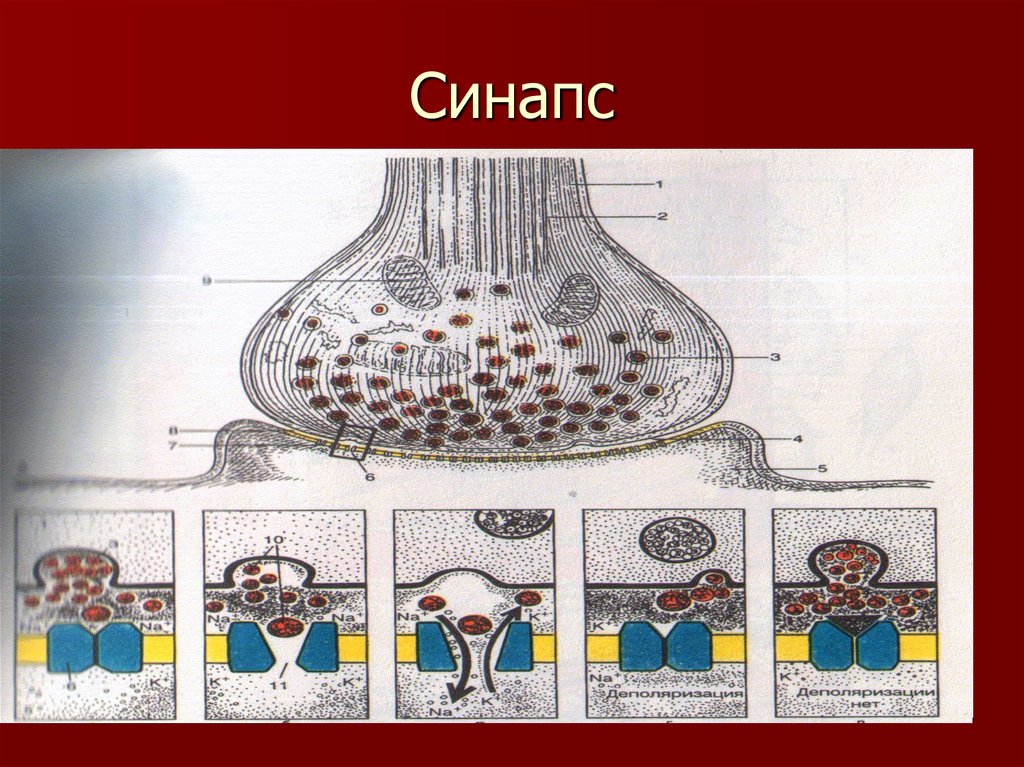 Синапс автозавод. Синапс дегеніміз не. Синапс презентация. Синапс физиология CA. Синапс не.