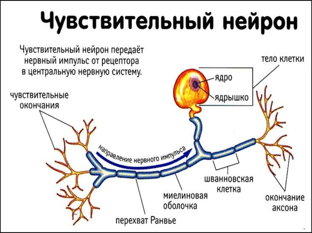 Импульс мозг аксон. Схема Рецептор чувствительный Нейрон ЦНС. Строение чувствительного нейрона. Схема строения чувствительного нейрона. Аксон двигательного нейрона функции.