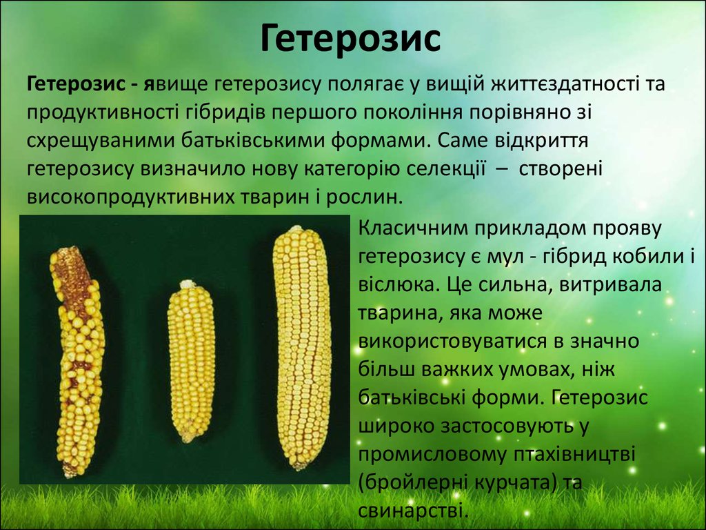 Получение гетерозисных гибридов последовательность