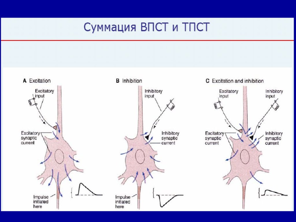 Shedding inhibitions pt9. Суммация. Психофизиология Марютина. Excitation System. Inhibitions.