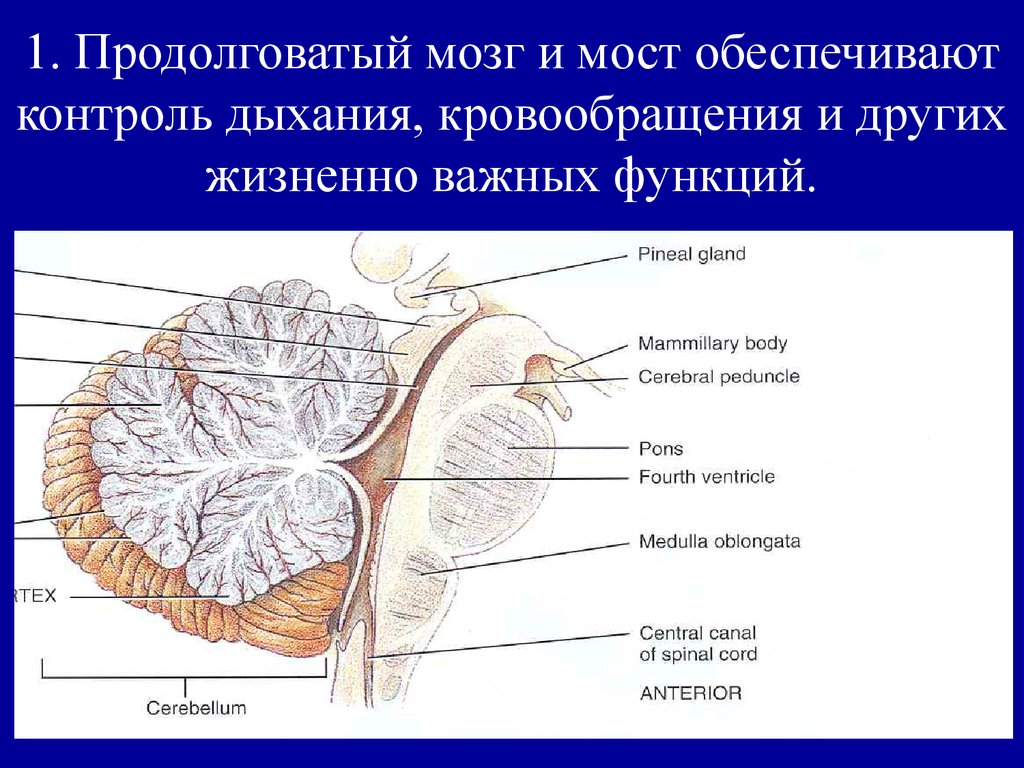 Центр удлиненный. Продолговатый мозг и мост. Продолговатый мозг. Центры продолговатого мозга и моста. Жизненно важные центры продолговатого мозга и моста.