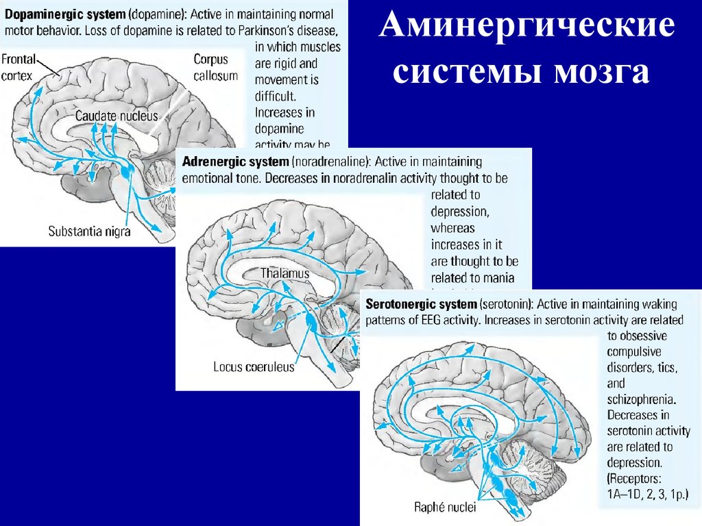 3 системы мозга. Глимфатическая система мозга. Локальные системы мозга это. Нейрофизиологические основы поведения. Нейрофизиологические системы мозга.