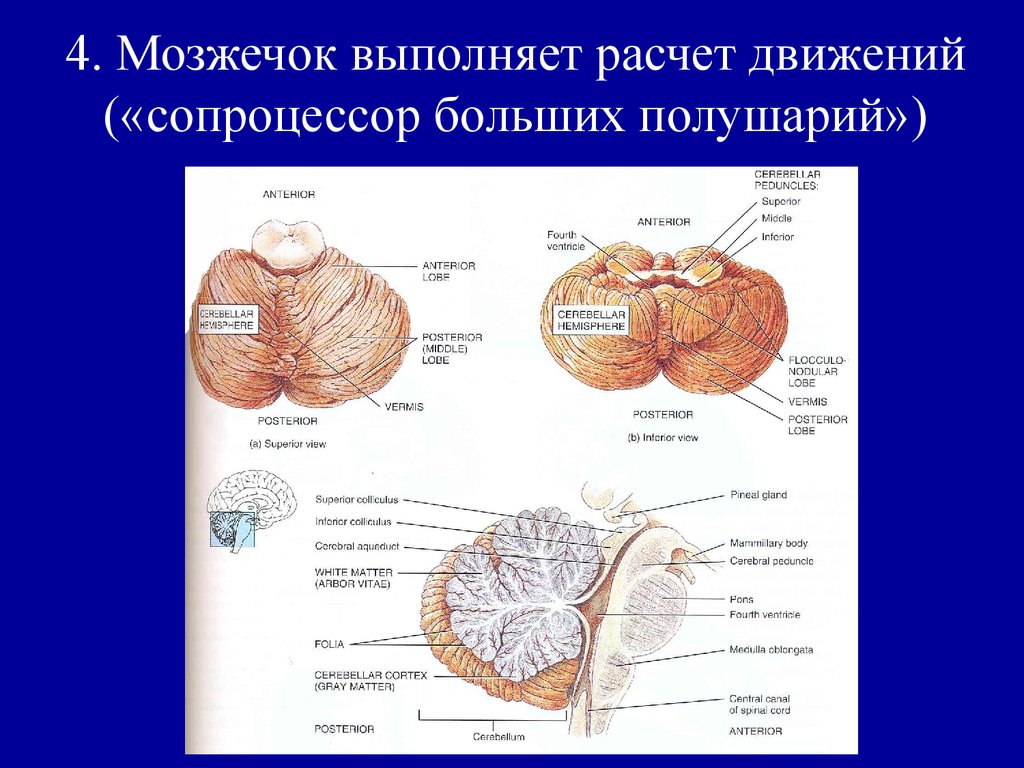 Изменение мозжечка. Анатомия мозжечка мрт. Строение мозжечка кт. Левая гемисфера мозжечка. Правая гемисфера мозжечка.