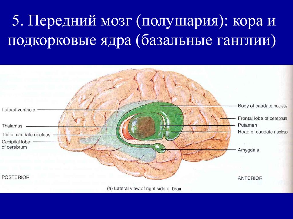 Ядра мозга образованы. Базальные подкорковые ядра головного мозга. Подкорковые ядра головного мозга анатомия. Базальные ядра конечного мозга строение. Конечный мозг базальные ядра структуры.