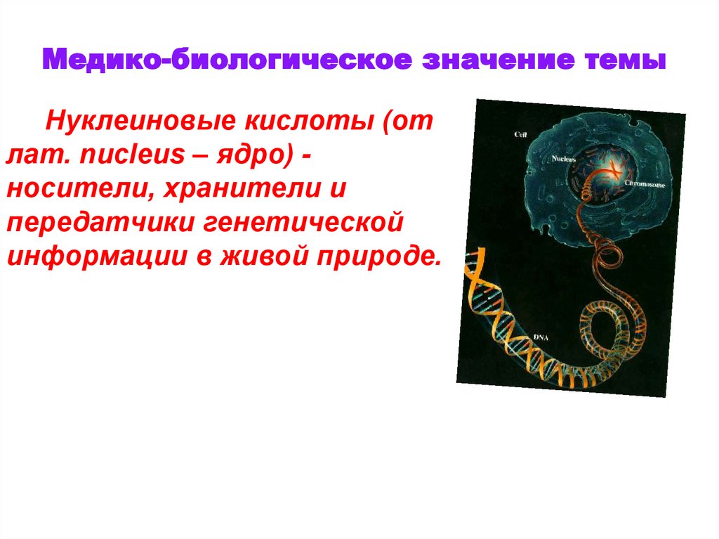 Какого биологическое значение. Медико биологическое значение. Медико биологическое значение нуклеиновых кислот. Биологическое значение над. Биологическое значение змеи.