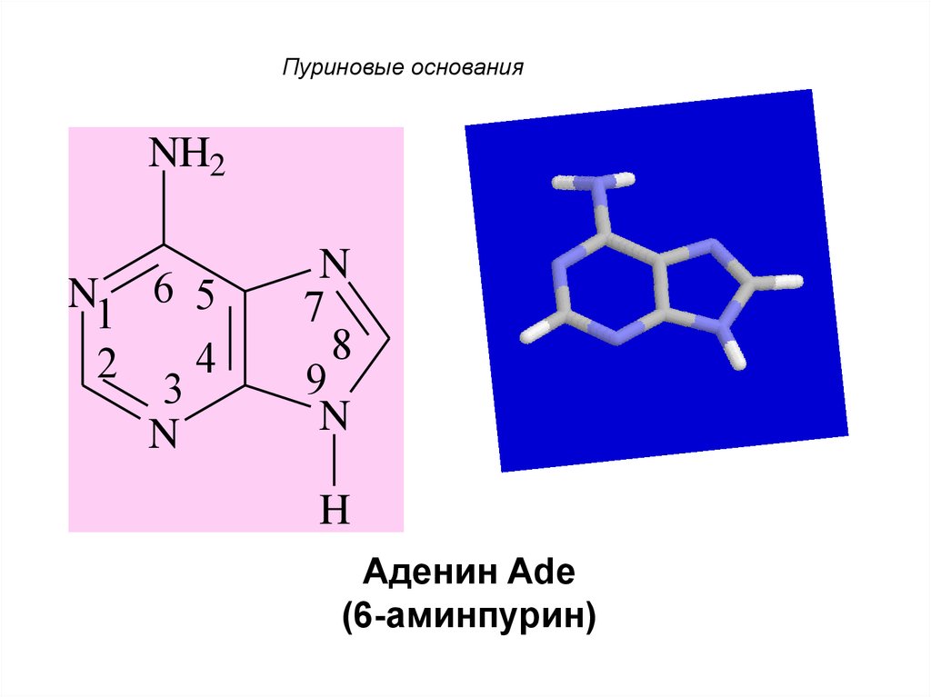 Пуриновым основанием является