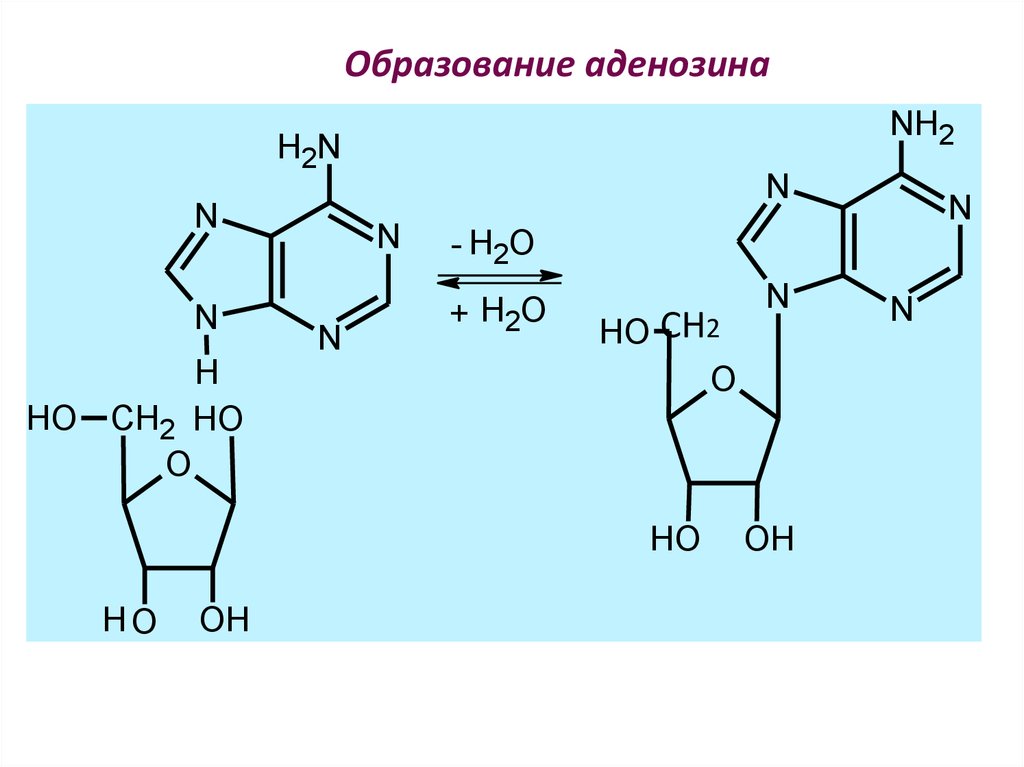 Схема образования аденозина