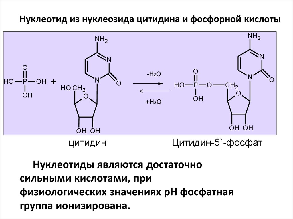 Схема образования цитидина