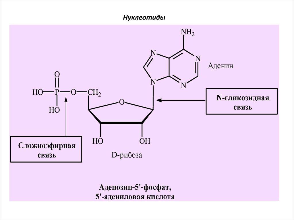 Нуклеиновые кислоты реакции