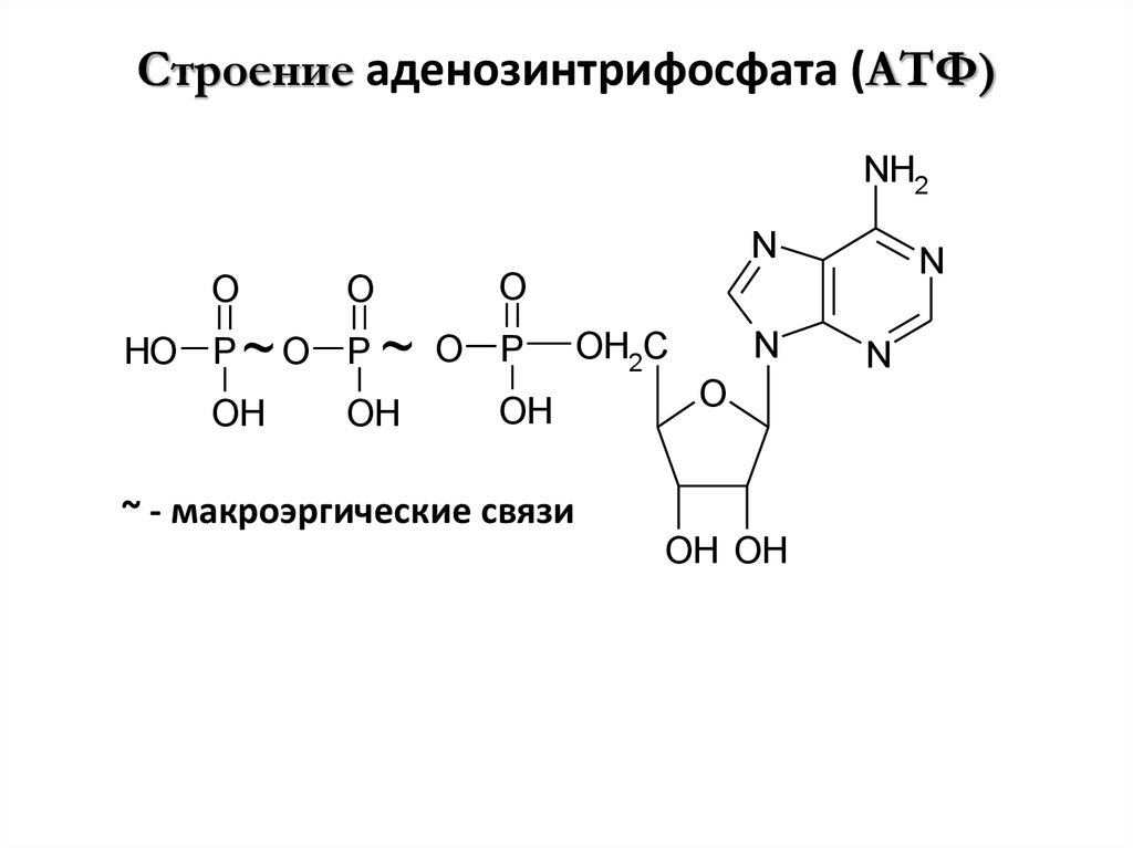 1 макроэргической связи. Структурная формула макроэргического соединения АТФ. Строение АТФ макроэргические связи. Структурная формула АТФ макроэргические связи. Формула АТФ С макроэргическими связями.