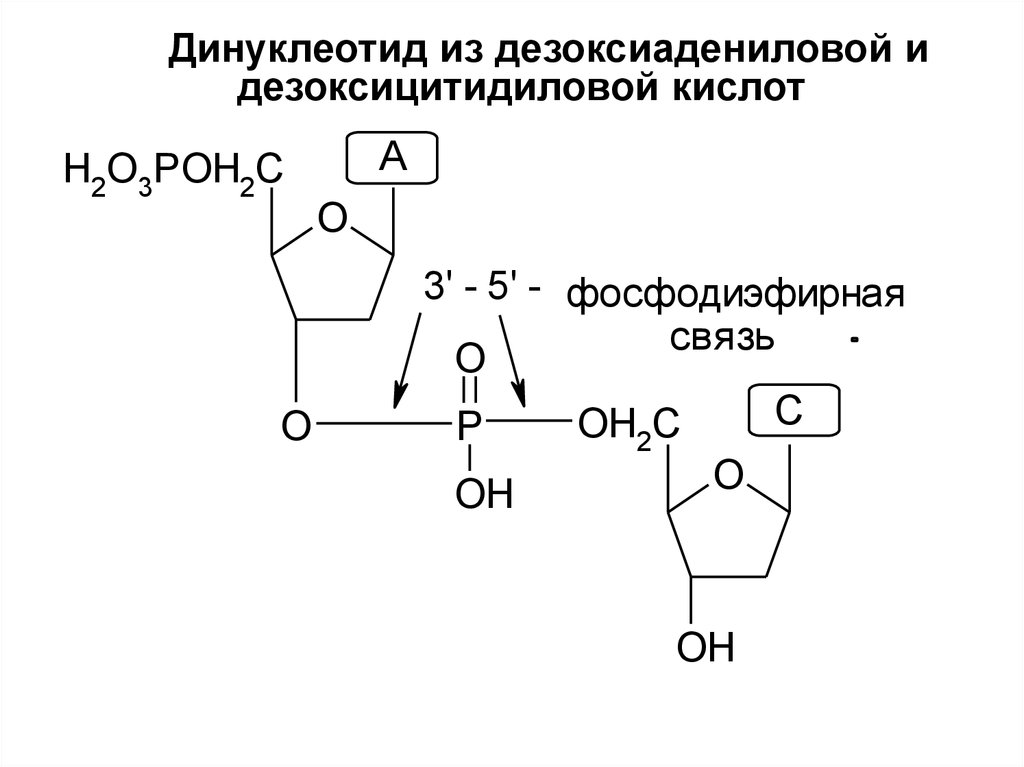 Концы нуклеиновых кислот. 3 5 Фосфодиэфирная связь нуклеотидов. 3 5 Фосфодиэфирная связь ДНК. 5’-Дезоксицитидиловой кислоты. Гидролиз 5 дезоксицитидиловой кислоты.