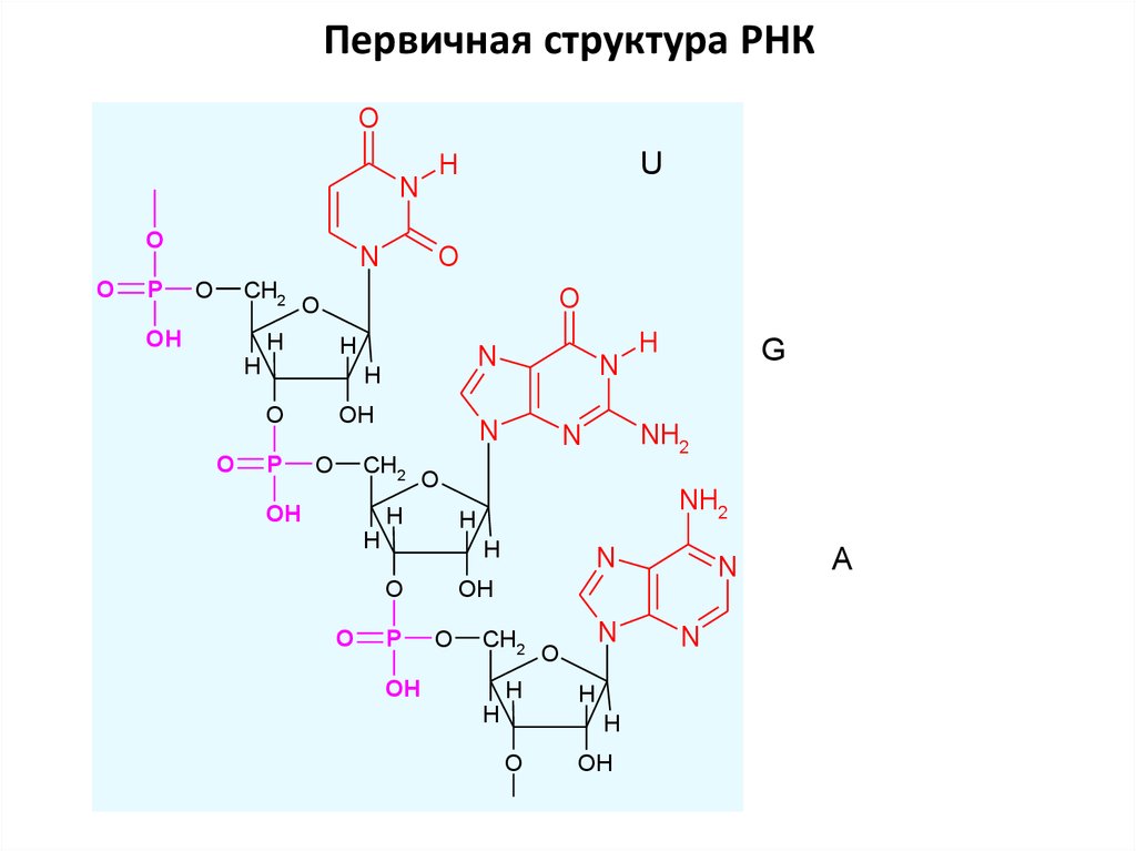 Рнк ростов. Первичная и вторичная структура РНК биохимия. Первичная и вторичная структура РНК. Строение информационной РНК биохимия. Формула РНК биохимия.