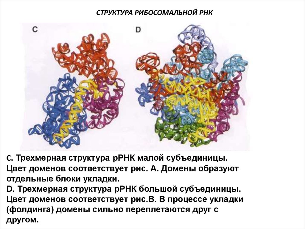 Малые рнк. Малая субъединица РНК. Структура рибосомальной РНК. Строение РРНК. Строение субъединиц РНК.