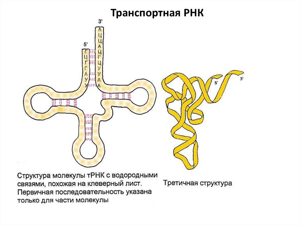 Молекулы рнк имеют структуру. Структура транспортной РНК. Структура ТРНК. Строение молекулы т РНК третичная структура. Транспортная РНК двухцепочечная.