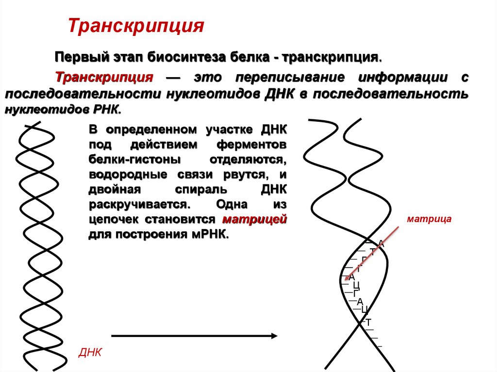 Нуклеиновые кислоты биосинтез белка. Репликация ДНК И Биосинтез белка. Транскрипция ДНК схема процесса. Транскрипция ДНК биология. Транскрипция — первый этап биосинтеза белка.