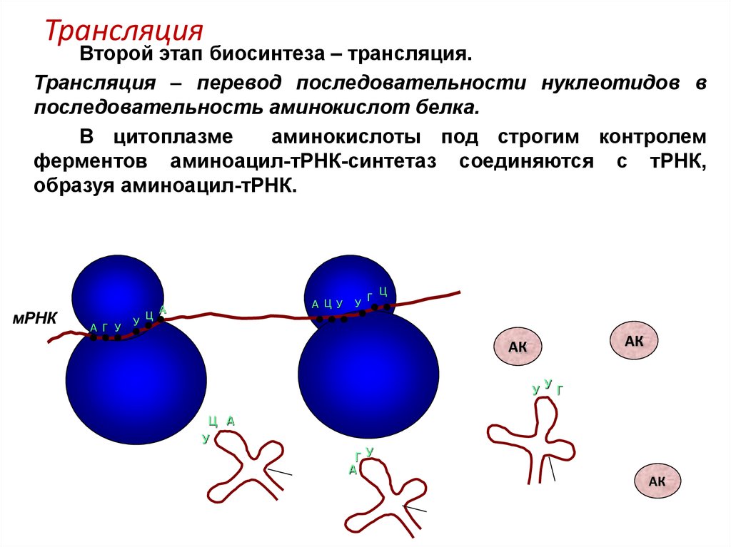 Второй этап трансляции. Трансляция второй этап биосинтеза. Последовательность трансляции. Роль цитоплазмы в биосинтезе белка. Нуклеотид в трансляции.