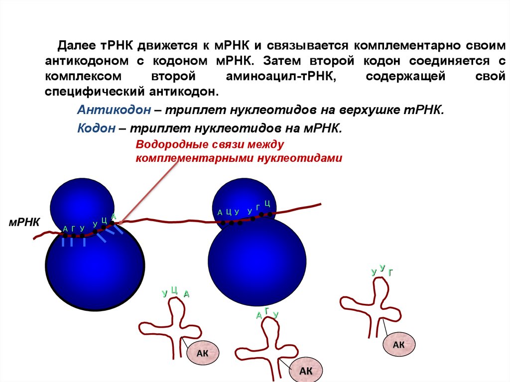 Кодону т комплементарен кодону. Триплет кодон антикодон. Антикодоны ТРНК И кодоны МРНК. ТРНК связывается с кодоном. Антикодон комплементарен.