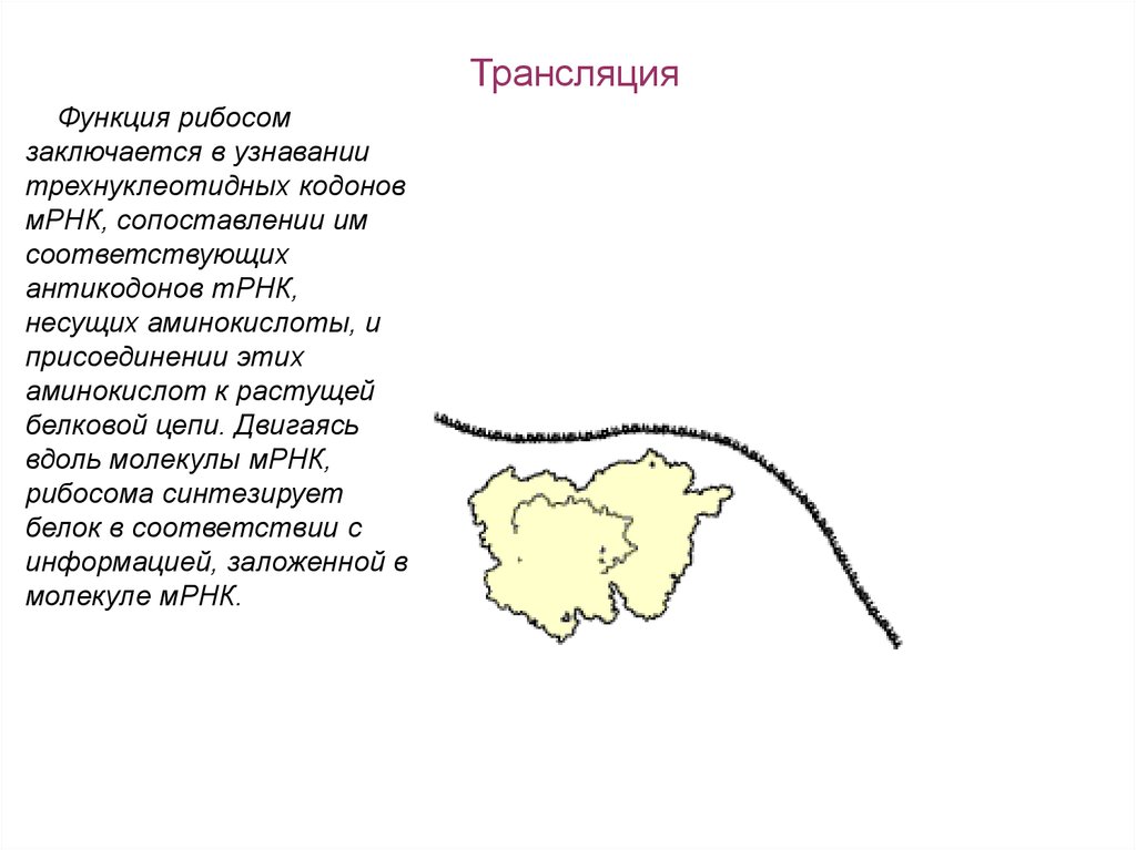 Узнавание кодоном антикодона. Функция трансляции. Эфиры функции. Транслирующая функция. Транслирующая функция картинки.