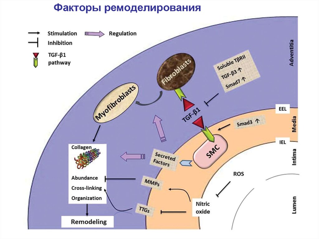 Фактор 13. Пусковые факторы ремоделирования. Факторы запуска ремоделирования. Ремоделирование сердца коллаген. Локальный факторы ремоделирование.