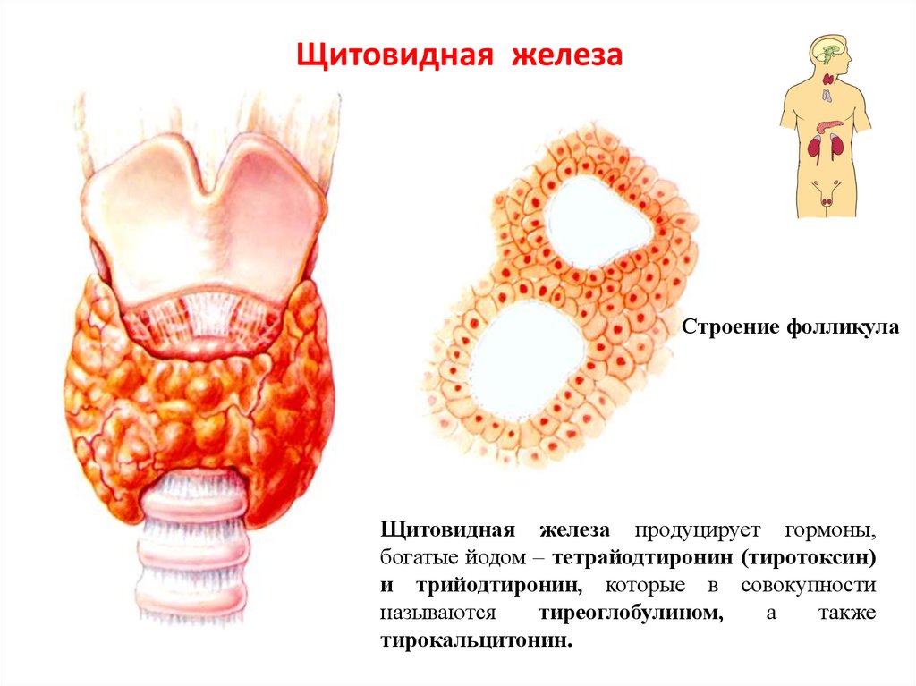 Щитовидная железа биология 8 класс. Щитовидная железа строение анатомия. Щитовидная железа наружное строение. Анатомические части щитовидной железы:. Анатомическое строение щитовидной железы.