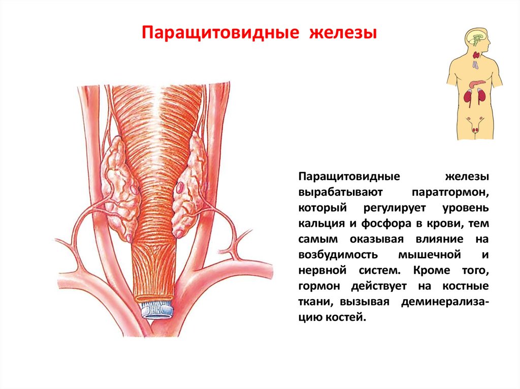 Паращитовидная железа презентация