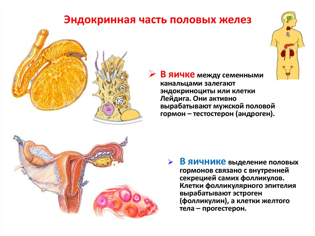 Половая железа где