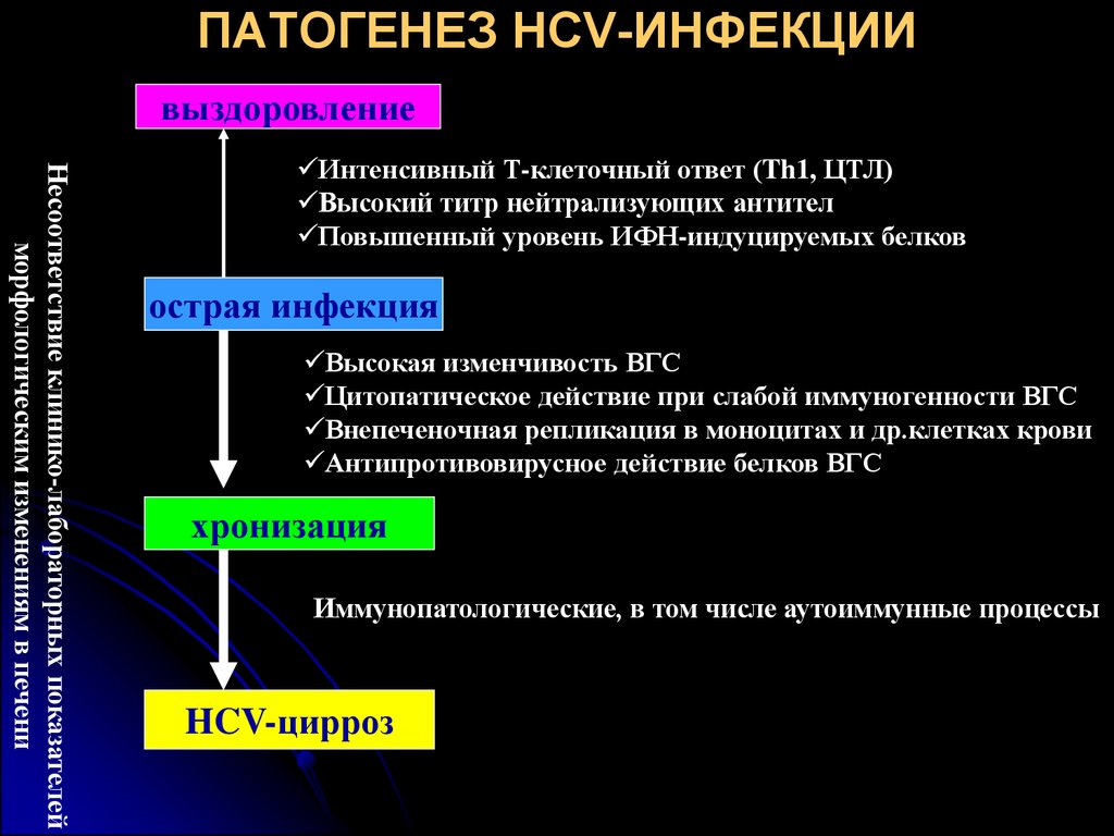 ПАТОГЕНЕЗ HCV-ИНФЕКЦИИ