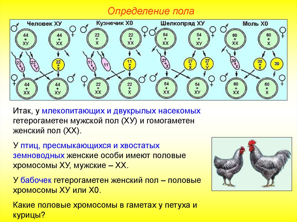 В яйцеклетке человека содержится 23 хромосомы. Генетика пола механизм определения пола. Типы хромосомного определения пола таблица. Генетика пола птиц. Схема хромосомного механизма определения пола.