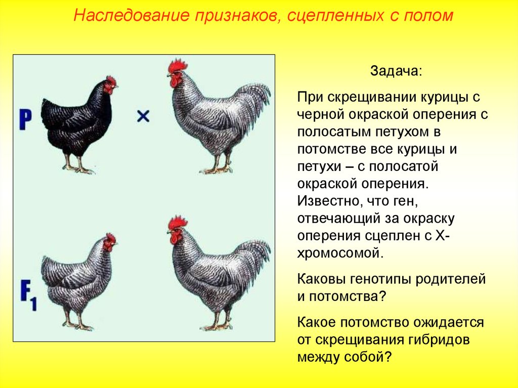 Как отличить молодых. Внешний вид курицы. Отличие петуха от курицы. Породы кур яичного направления. Возраст курицы.