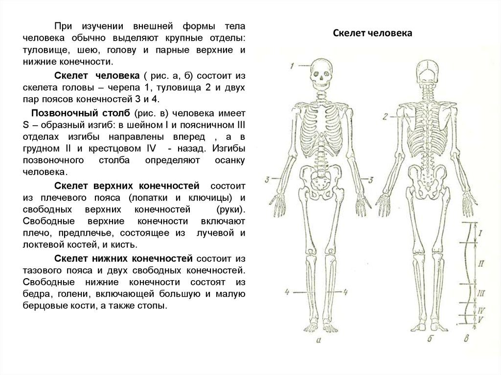 Скелет туловища конечностей. Строение скелета головы туловища и конечностей. Скелет туловища нижние конечности. Строение скелета туловища, конечностей. Скелет туловища, головы, верхних и нижних конечностей.