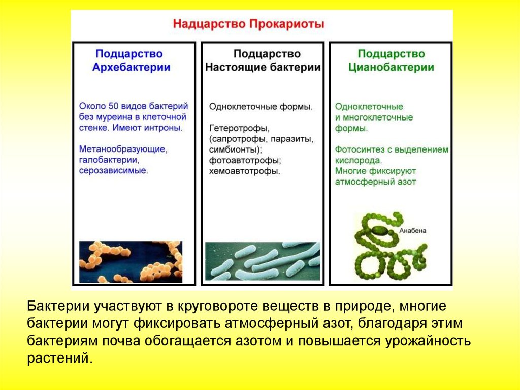 Прокариоты ответ 3. Эубактерии и архебактерии. Систематика царства бактерий. Классификация бактерий царство прокариоты. Классификация бактерий подцарства.