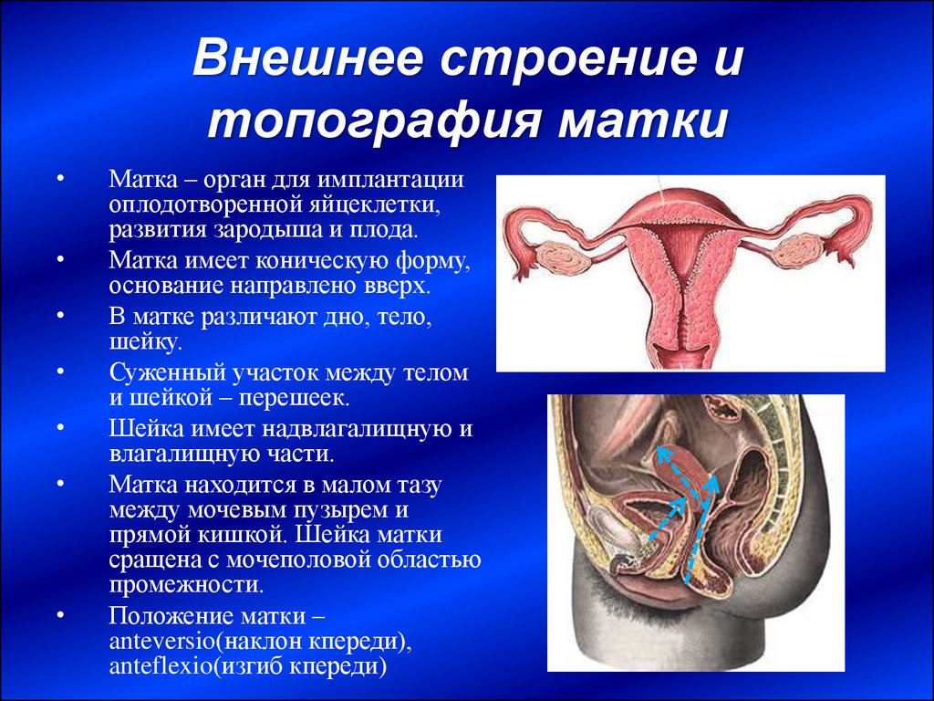 Анатомия матки презентация