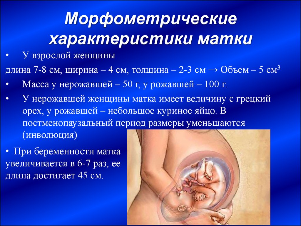 Морфометрические характеристики матки