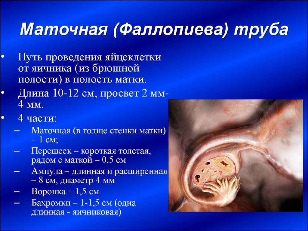 Функциональная анатомия органов женской половой системы - презентация .