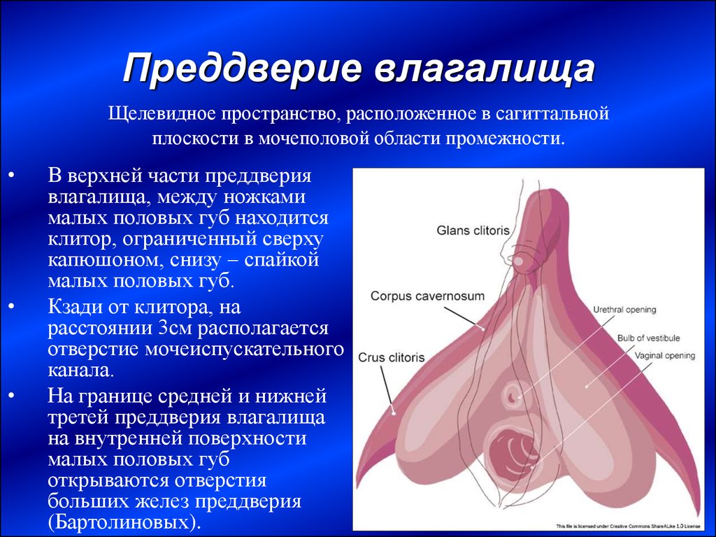 Анатомия и физиология | Клиника урологии Московского Урологического Центра в ГКБ имени С.П. Боткина