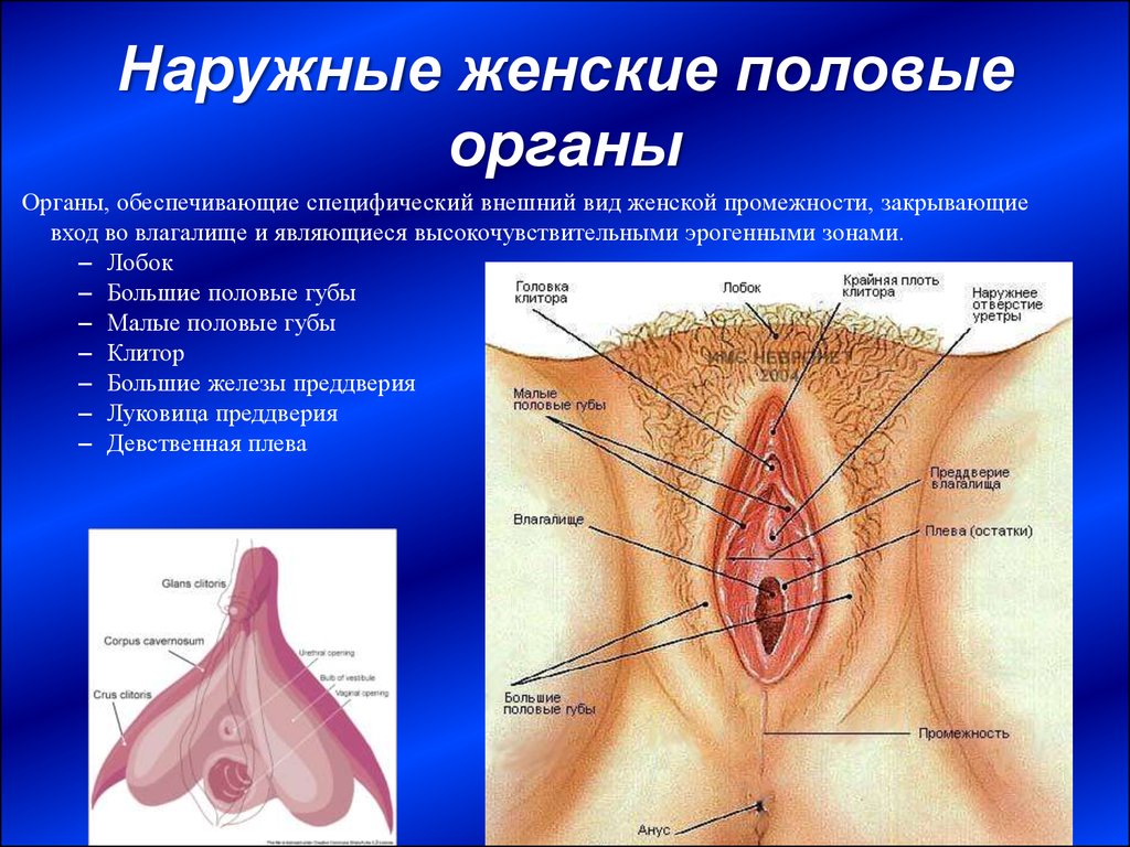 Анатомия и физиология женской половой системы