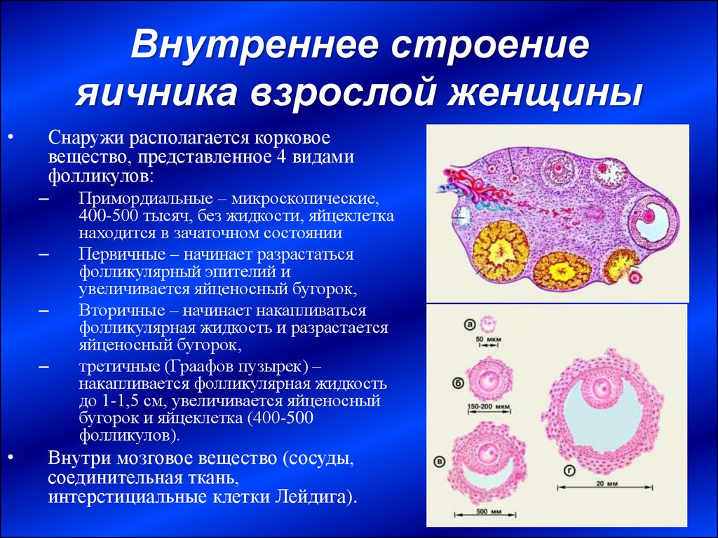 Железы женских половых органов. Яичник внешнее и внутреннее строение. Внутреннее строение яичника. Типы фолликулов яичника таблица. Внутреннее строение яичника анатомия.