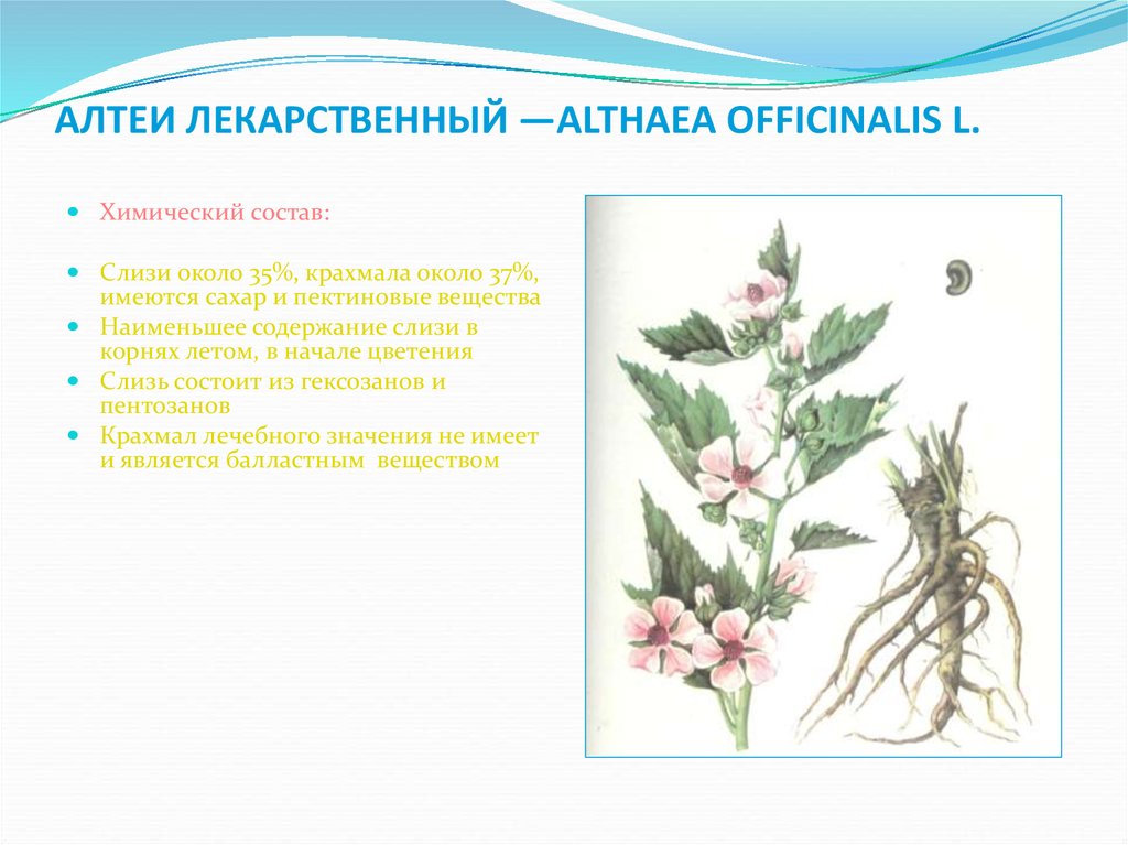 Корни алтея лекарственного. Алтей лекарственный характеристика. Алтей лекарственный листорасположение. Алтей лекарственный корни. Алтей лекарственный (Althaea officinalis).