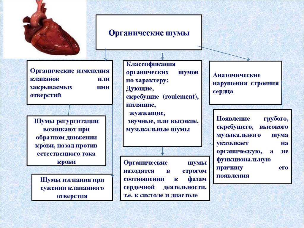 Сердцем отличай. Отличия органических шумов сердца от функциональных. Особенности функциональных шумов сердца. Органические шумы. Органические шумы сердца.