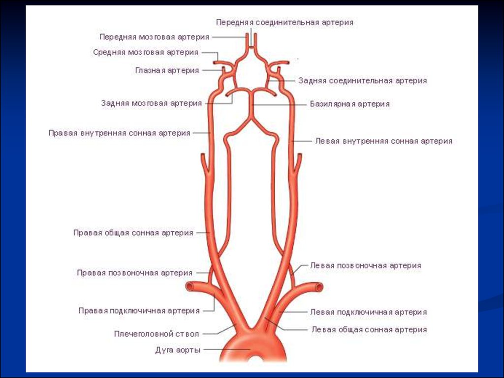 Схема артерий и вен. Сосуды дуги аорты анатомия. Дуга аорты и ее ветви схема. УЗДГ брахиоцефальных сосудов дуги аорты. Ветви дуги аорты схема.