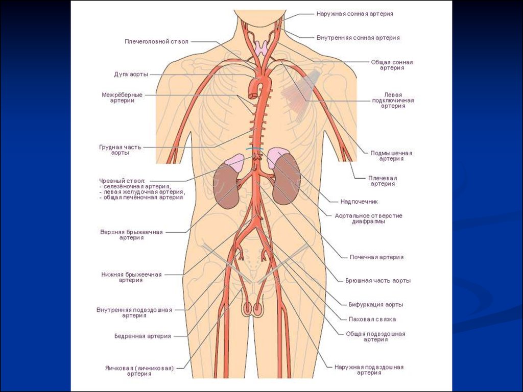 Артерии человека таблица. Артериальная система анатомия. Артериальная система грудной полости. Клиническая анатомия сосудов. Сосудистая система человека аорта.