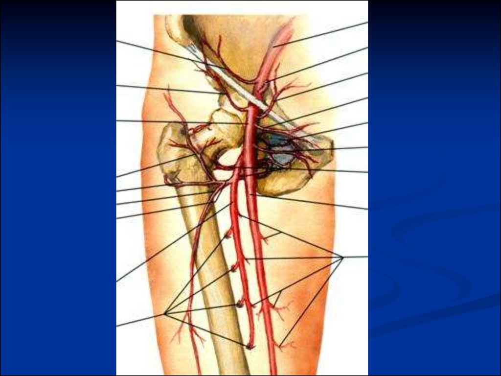 Паховые лимфоузлы. Femoral artery Anatomy.