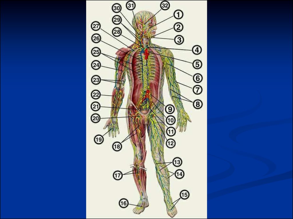 Лимфатическая система презентация по анатомии