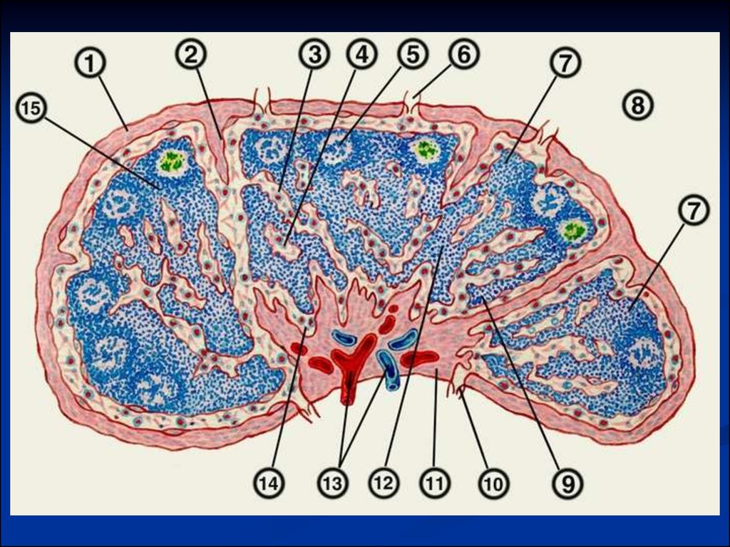 Лимфоузлы структурны. Синусы лимфатического узла гистология. Трабекулы лимфатического узла гистология. Лимфатический узел гистология схема. Схема лимфатического узла анатомия.