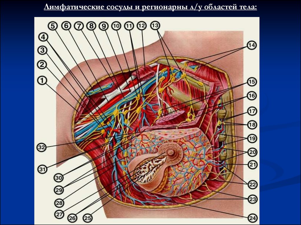 Женская железа. Молочная железа анатомия Неттер. Строение женской грудной железы. Строение женской грудной зоны.