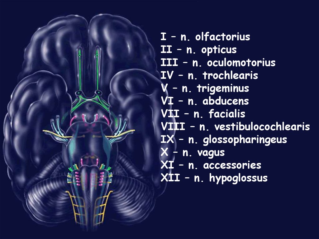 Черепные нервы относят. Нервы ЧМН анатомия мрт. Мрт черепно-мозговых нервов (ЧМН). Зоны иннервации черепно мозговых нервов. 12 Пар черепных нервов.