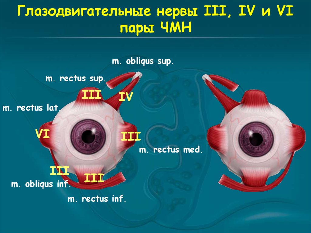 3 4 6 нерв. III пара черепных нервов – глазодвигательный нерв. Глазодвигательный нерв неврология схема. Глазодвигательные нервы. Глазодвигательный нерв иннервация.