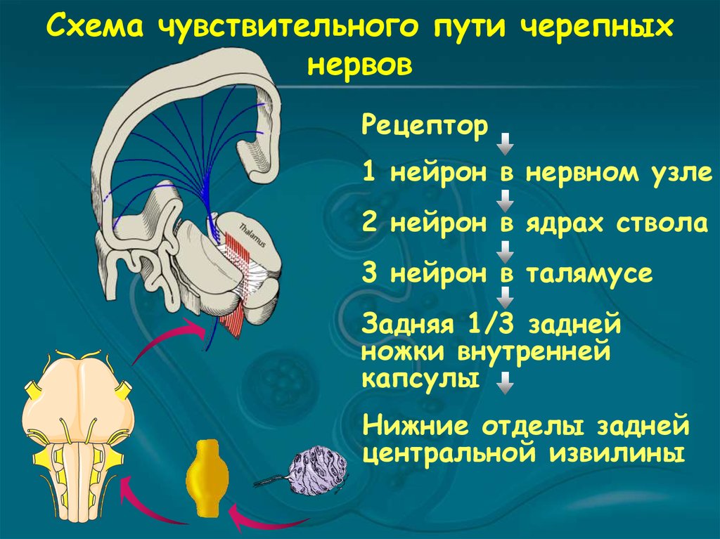 Поражение черепного. Схема чувствительного пути черепно мозговых нервов. Черепно мозговые нервы 1 2 3 Нейроны. Схема чувствительного пути черепных нервов. 2 Пара черепных нервов Нейроны.