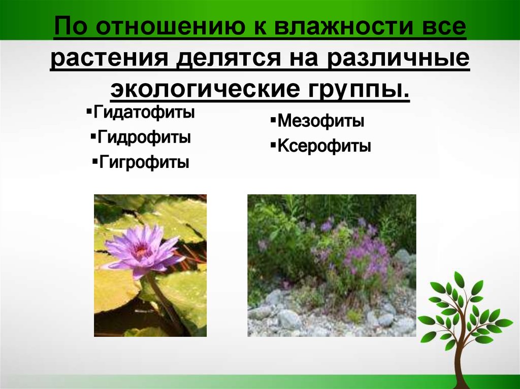 Экологическая группа гидрофиты. Гидатофиты и ксерофиты. Ксерофиты и гидрофиты. Гидрофиты гигрофиты мезофиты. Растения мезофиты ксерофиты гигрофиты.