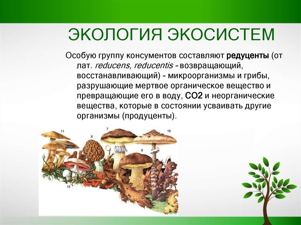 Гриб какой консумент. Экосистема это в экологии. Экология грибов. Грибы в экосистеме. Биогеоценоз это в экологии.